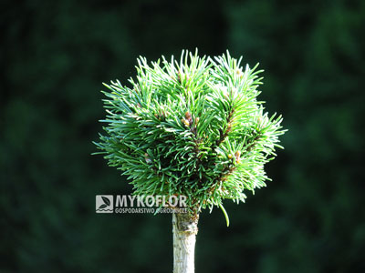 Pinus mugo Winzig – przykładowa roślina oferowana do sprzedaży