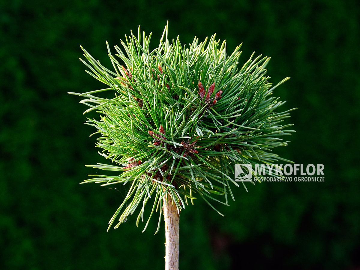 Pinus mugo Wolodijowski (San Sebastian 685) – roślina zaszczepiona niewysokim pieńku