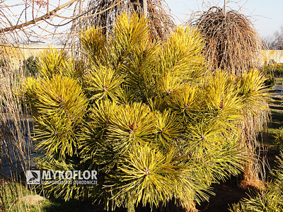Pinus mugo Zundert w zimie. Forma kulista młodym wieku.