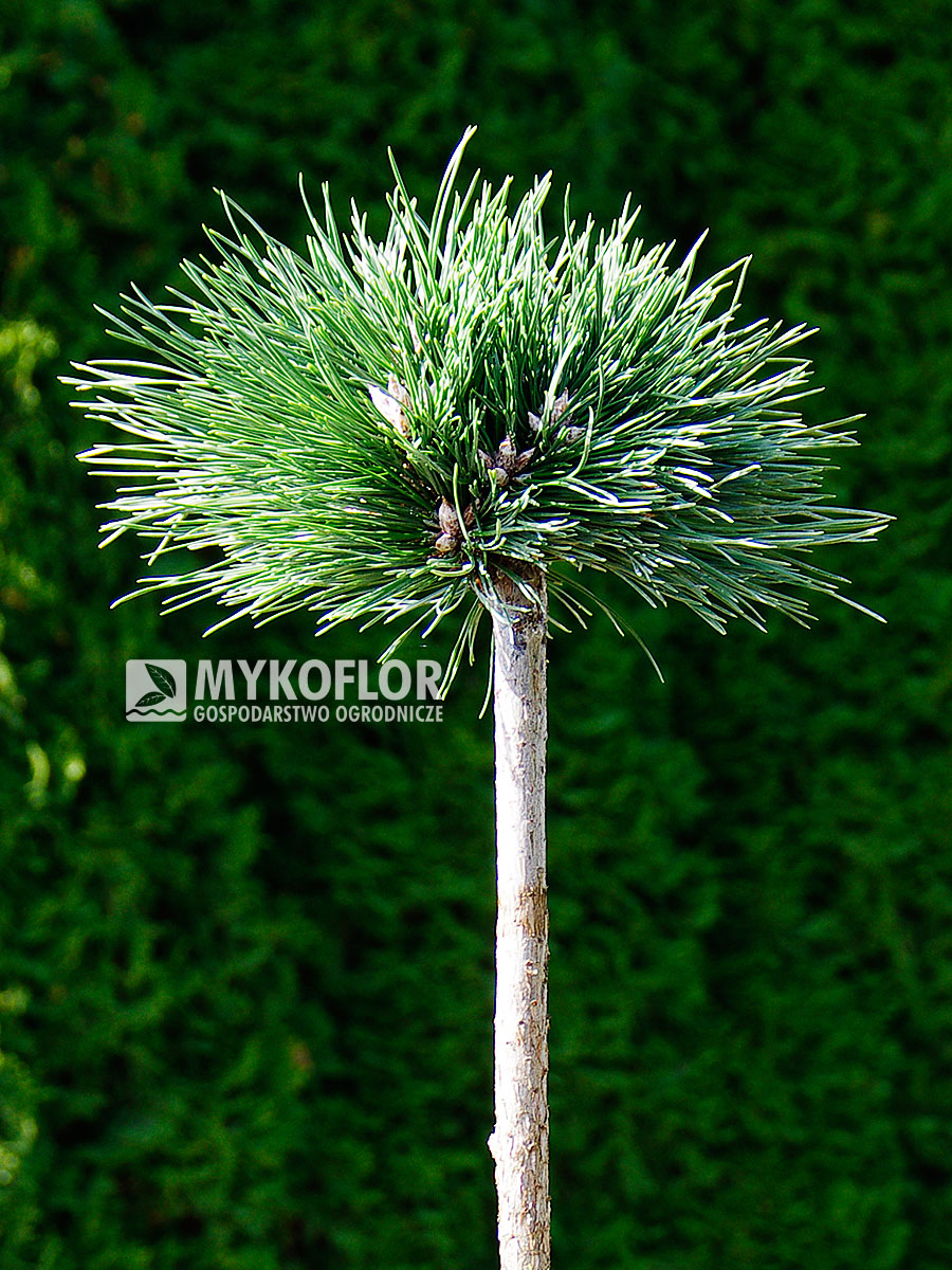 Pinus nigra Birte – roślina zaszczepiona na pniu o wysokości 40 cm