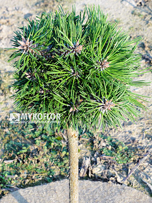 Pinus nigra Bobo Pa 40cm
