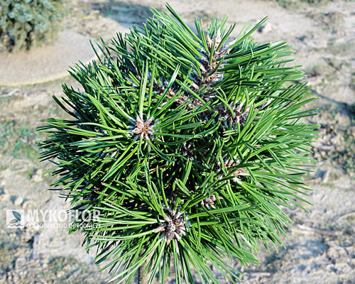 Pinus nigra Bobo Pa 40cm