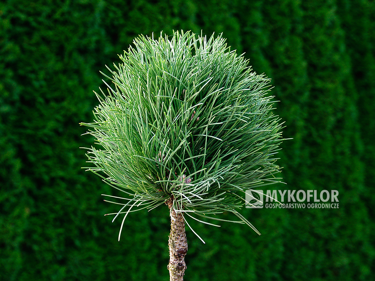 Pinus nigra Cebennensis Nana – roślina zaszczepiona na pniu