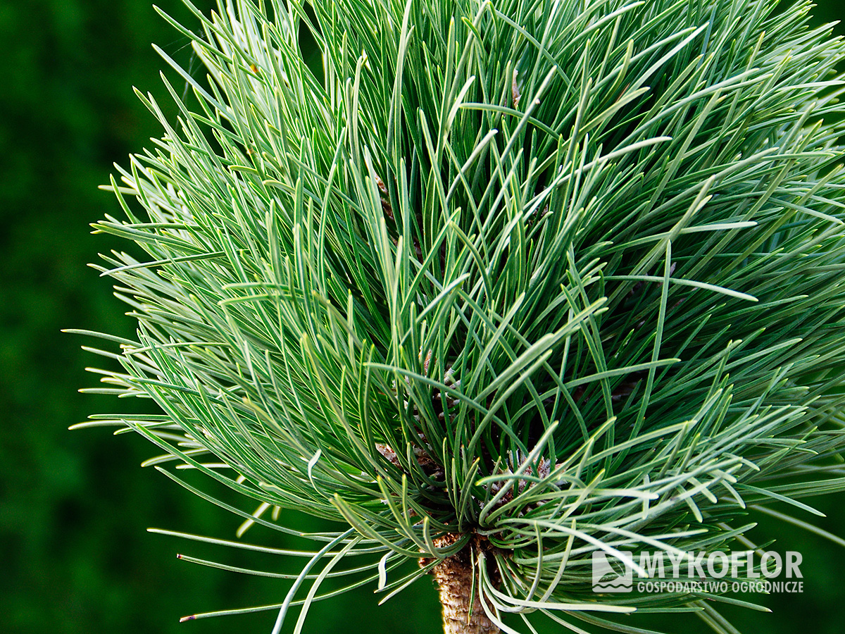 Pinus nigra Cebennensis Nana – zbliżenie igieł