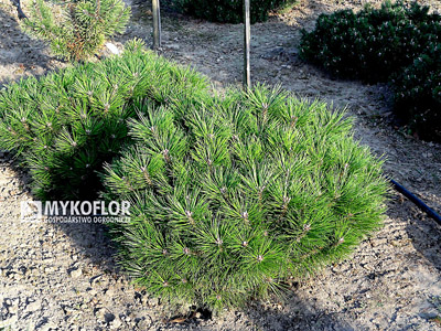 Pinus nigra Globosa - dwie 8 letnie rośliny