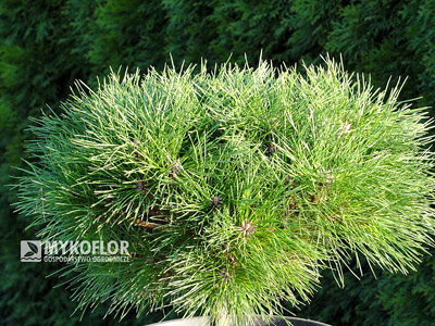 Pinus nigra Globosa. Zbliżenie