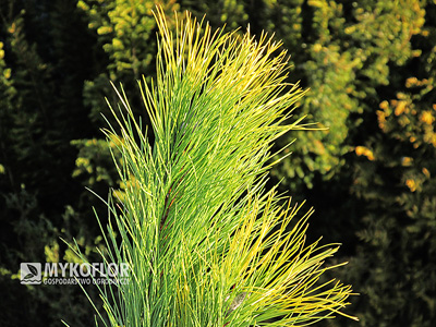 Pinus nigra Goldfinger – igła wiosną i latem