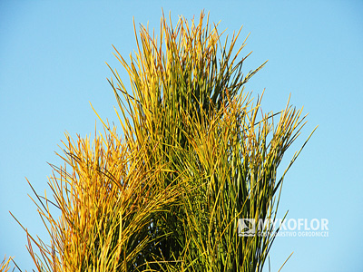 Pinus nigra Goldfinger – w zimie część igieł uzyskuje żółty kolor