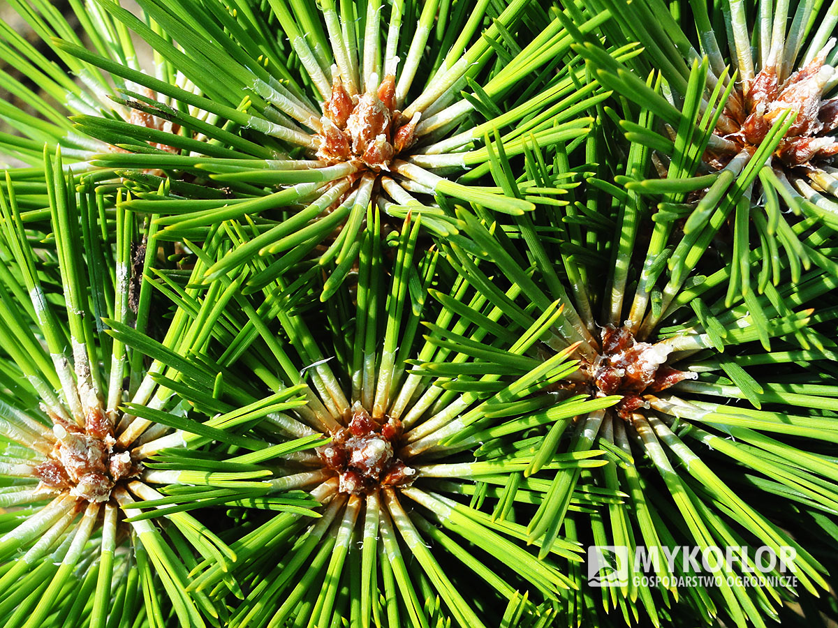 Pinus nigra Lesisko – zbliżenie igieł