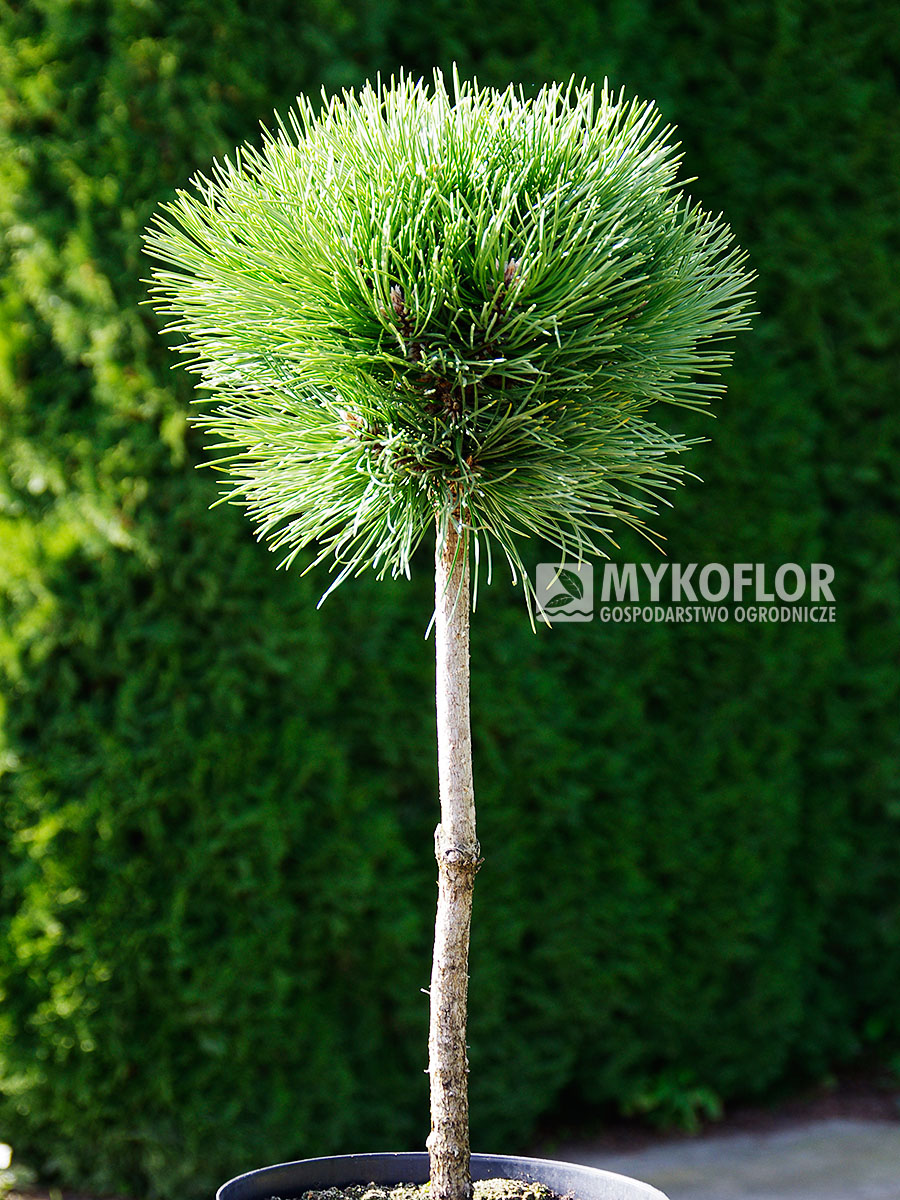 Pinus nigra Lesisko – roślina zaszczepiona na pniu o wysokości 40 cm