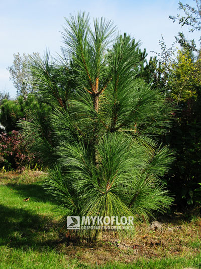 Pinus nigra ‘Maritima’ – roślina rosnąca w gruncie w szkółce Mykoflor