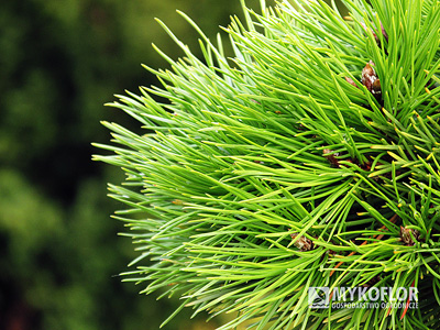 Pinus nigra Ola – zbliżenie igieł