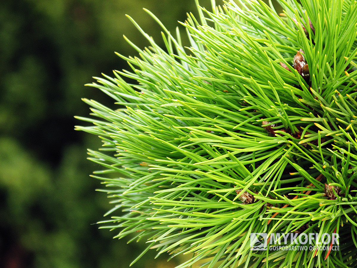 Pinus nigra Ola – zbliżenie igieł