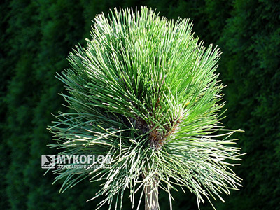 Pinus nigra Petra Pa 60cm