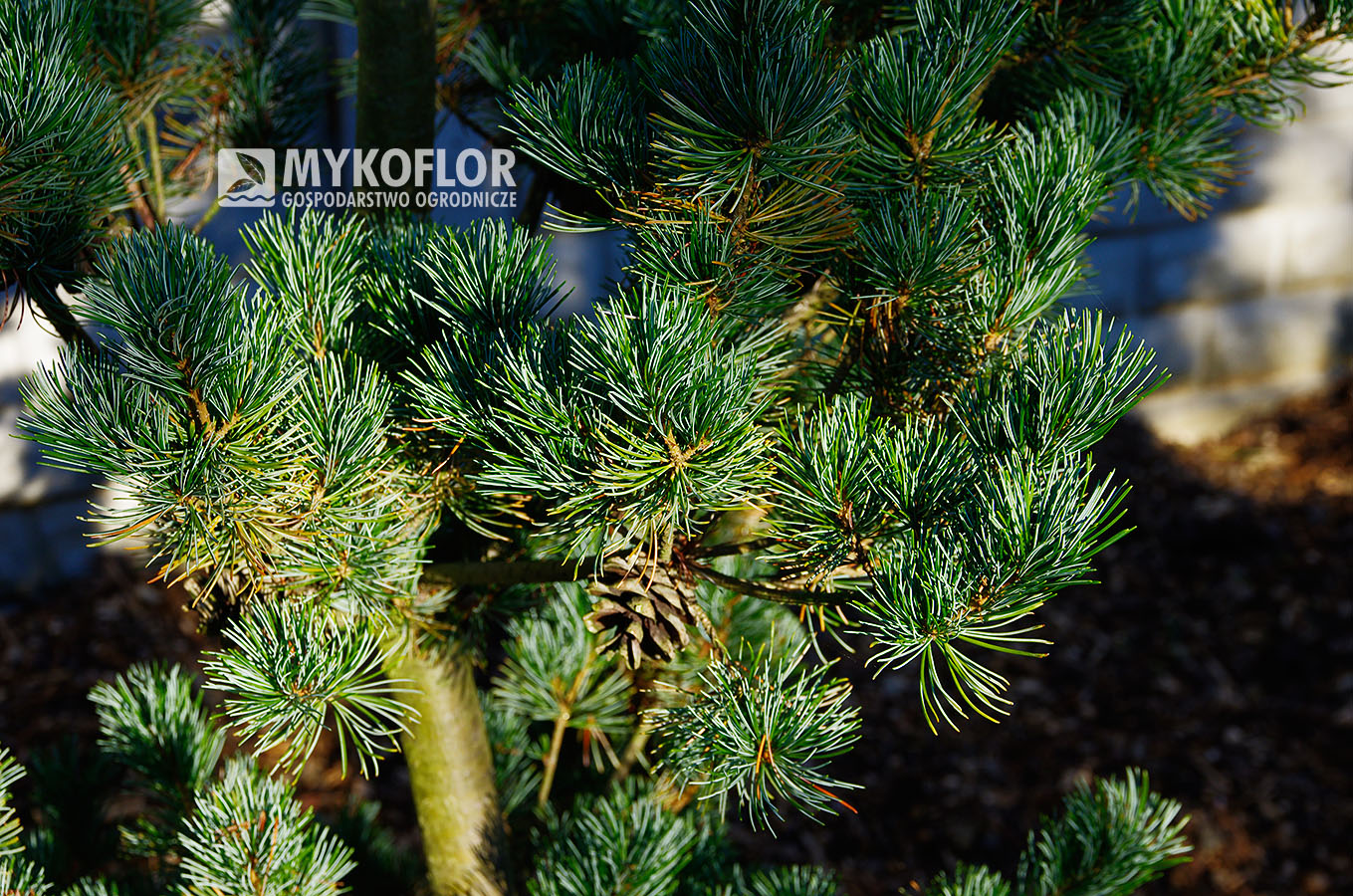 Pinus parviflora ‘Azuma’ – zbliżenie igieł