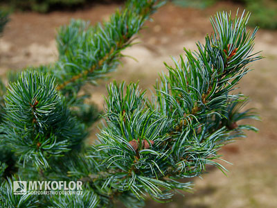 Pinus parviflora ‘Gimborn's Ideal’ – zbliżenie igieł 