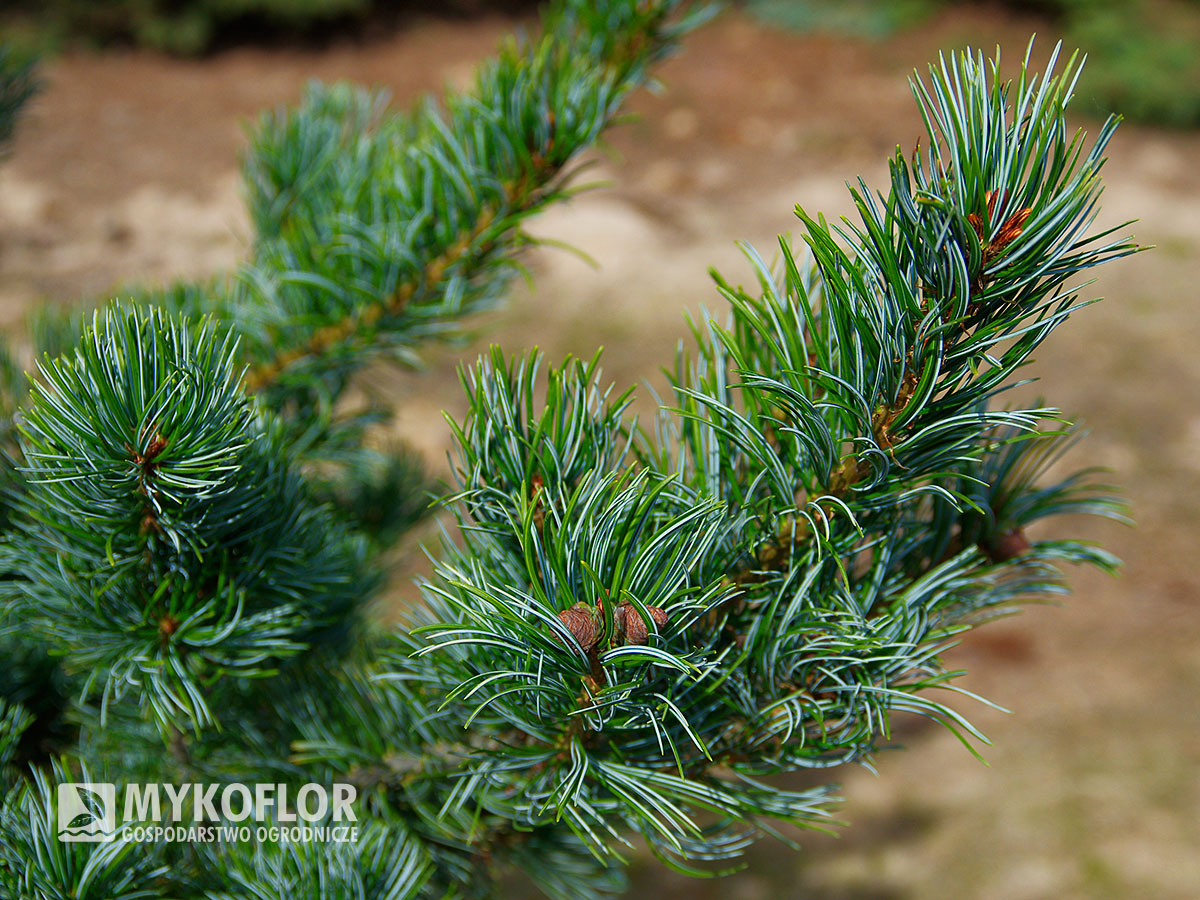 Pinus parviflora ‘Gimborn's Ideal’ – zbliżenie igieł
