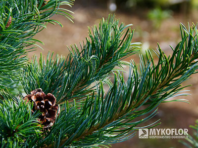 Pinus parviflora ‘Gimborn's Ideal’ – zbliżenie igieł