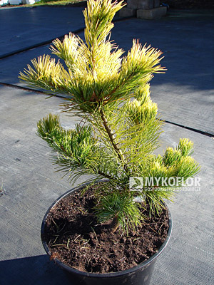 Pinus parviflora Goldilocks