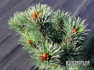 Pinus parviflora Kin-Po