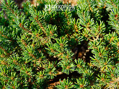 Pinus parviflora ‘Regenhold Broom’ – zbliżenie igieł