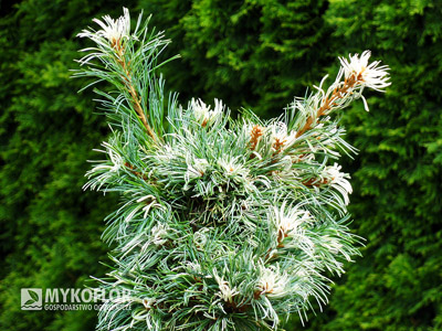 Pinus parviflora Tanima-no-yuki