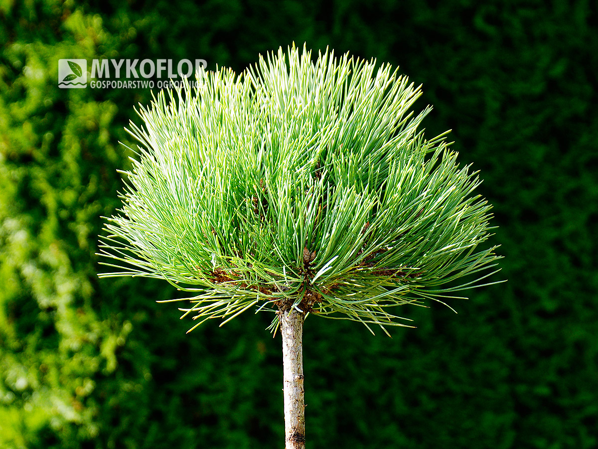 Pinus ponderosa Dixie – roślina zaszczepiona na pniu