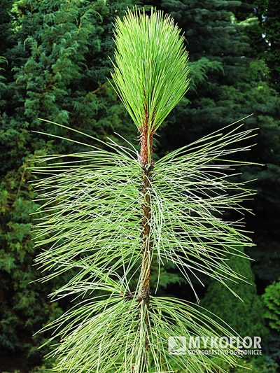 Pinus ponderosa Peňáz