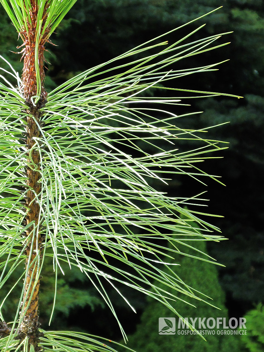 Pinus ponderosa Peňáz – zbliżenie igły