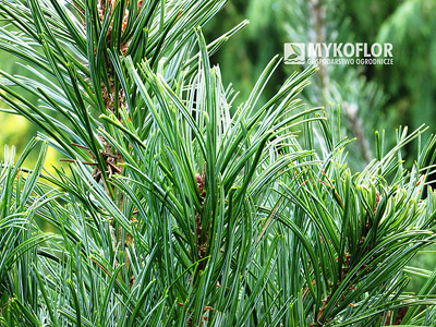Pinus pumila Glauca – zbliżenie igieł