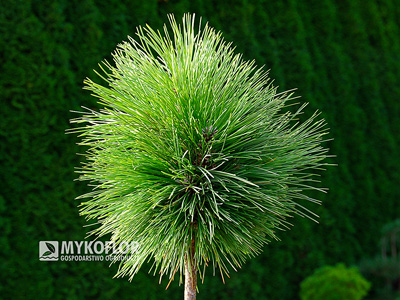 Pinus resinosa Pillnitz – roślina zaszczepiona na pniu