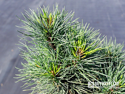 Pinus strobus Diggy