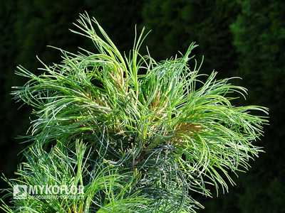 Pinus strobus Green Twist