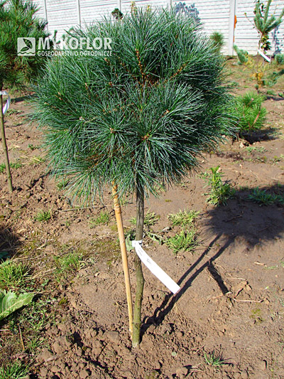 Pinus strobus Greg
