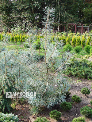 Pinus strobus White Mountain - roślina 6 letnia