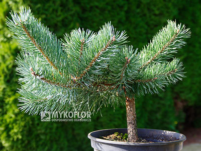 Pinus sylvestris Albyns – przykładowy materiał oferowany do sprzedaży