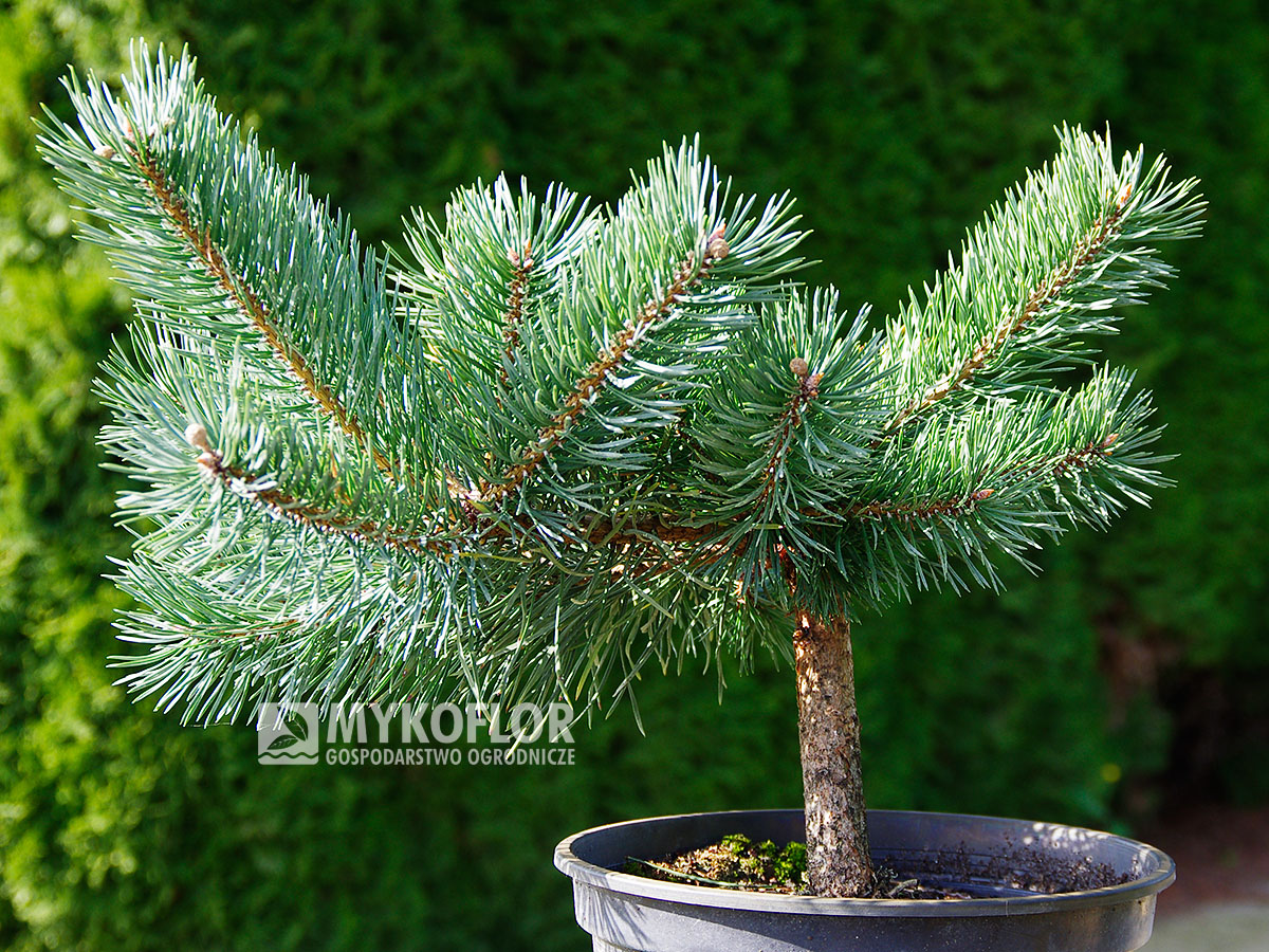 Pinus sylvestris Albyns – przykładowy materiał oferowany do sprzedaży