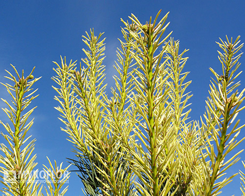 Pinus sylvestris Argentea