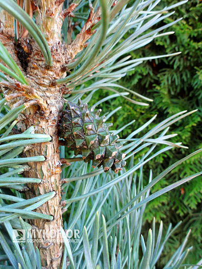Pinus sylvestris Fastigiata w P3