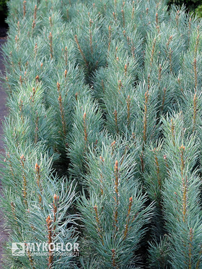 Pinus sylvestris Fastigiata w P3