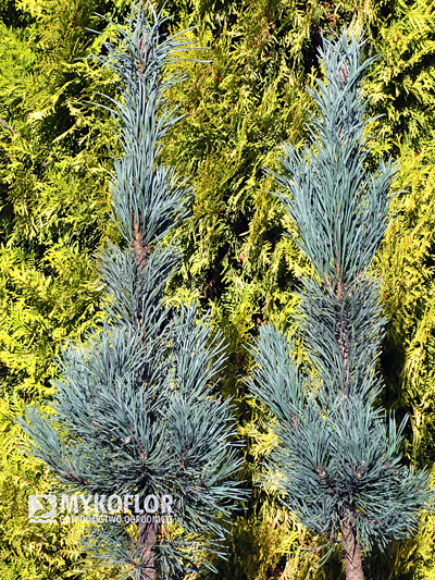 Pinus sylvestris Fastigiata w P7,5