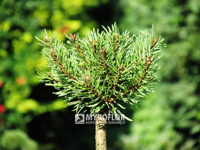 Pinus sylvestris Longmoor WB (mut. Kalaš) – przykładowy materiał oferowany do sprzedaży