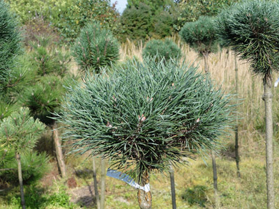 Pinus sylvestris Marysia