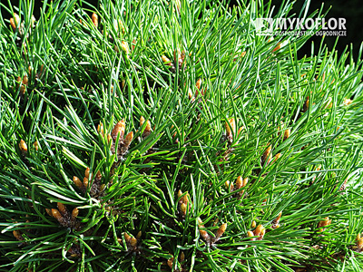 Pinus sylvestris Meček – igła i pąki