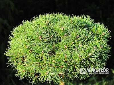 Pinus sylvestris Meček