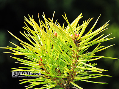 Pinus sylvestris Trollguld – igła zimą
