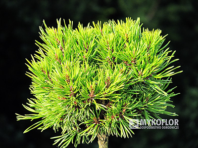 Pinus virginiana ID's Broom