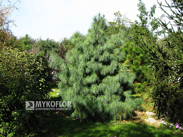Pinus wallichiana rosnąca w Szkółce Mykoflor Gospodarstwo Ogrodnicze (wschód Polski)