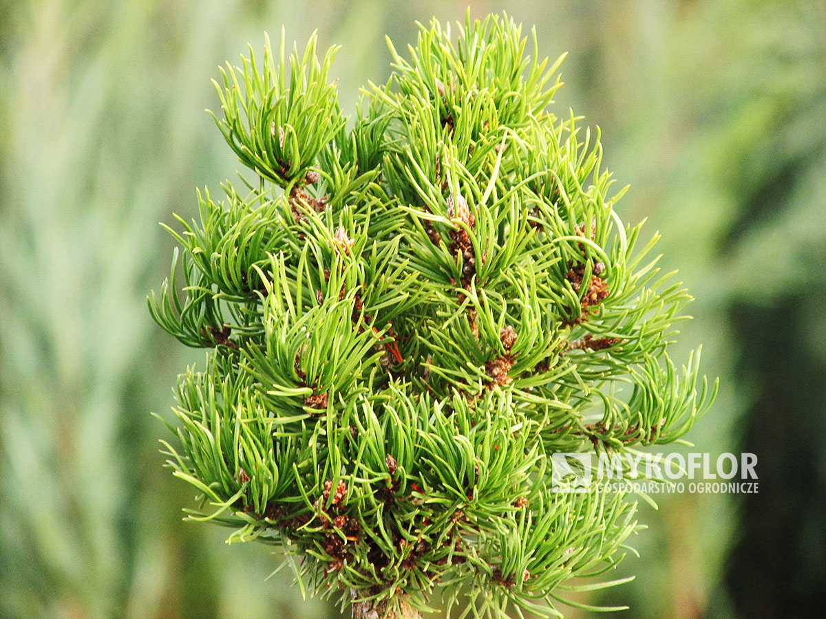 Pinus x densithunbergii Edsal Wood – starsza roślina