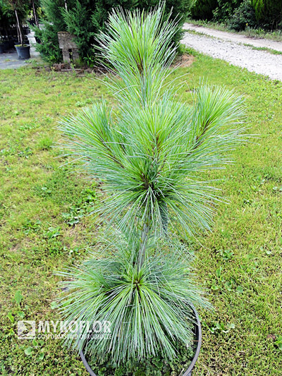 Pinus x schwerinii Wiethorst
